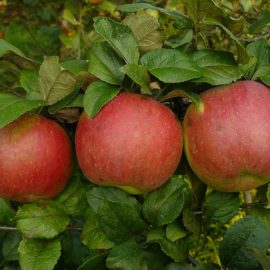 apple-tree-pests-diseases-control