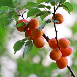 apricot-tree-pests-diseases