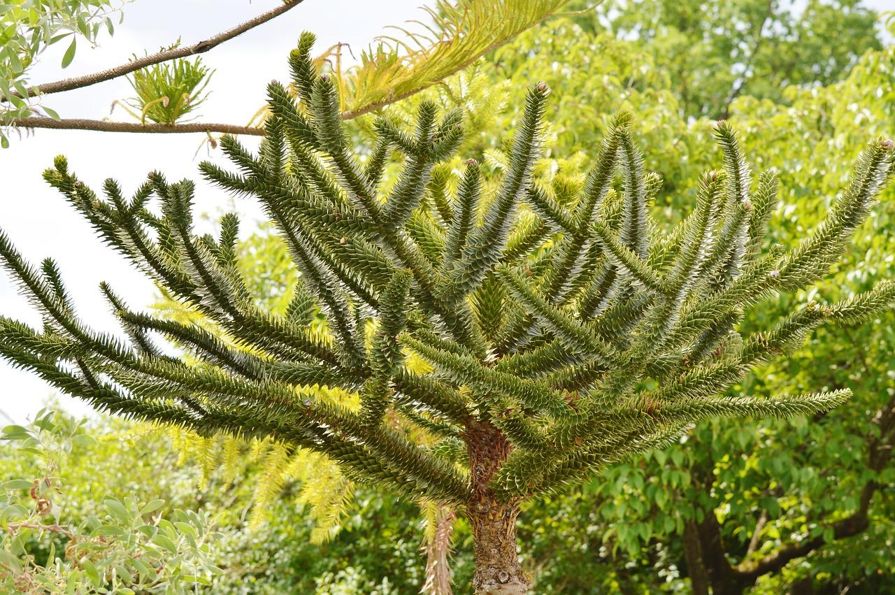 Araucaria, plant care and growing guide