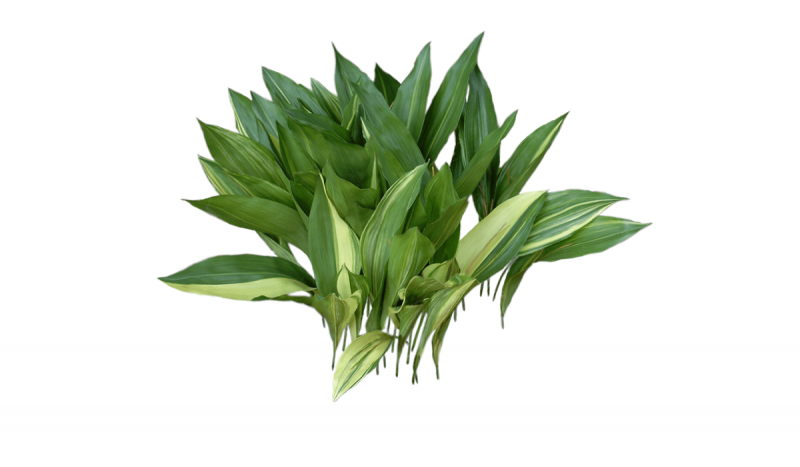 Aspidistra, plant care and growing guide