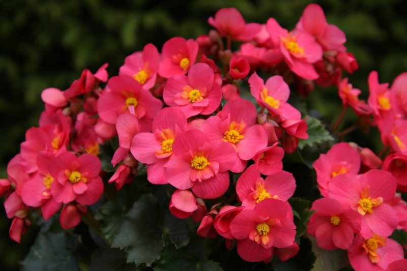 Begonia, plant care and growing guide