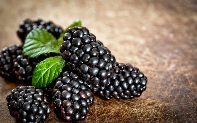Blackberry, planting, growing and harvesting