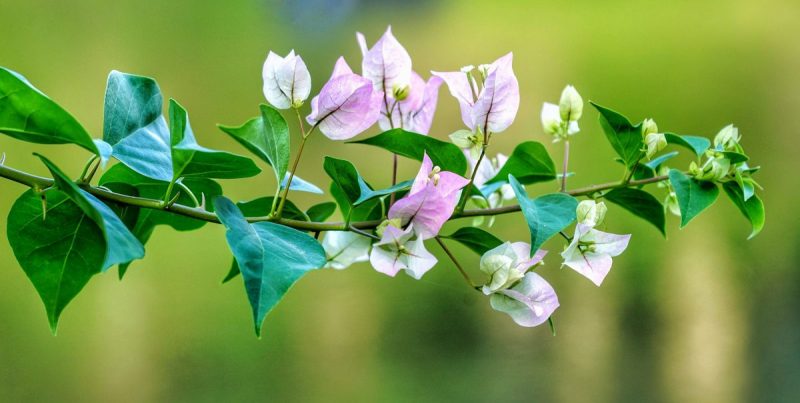 Bougainvillea, plant care and growing guide