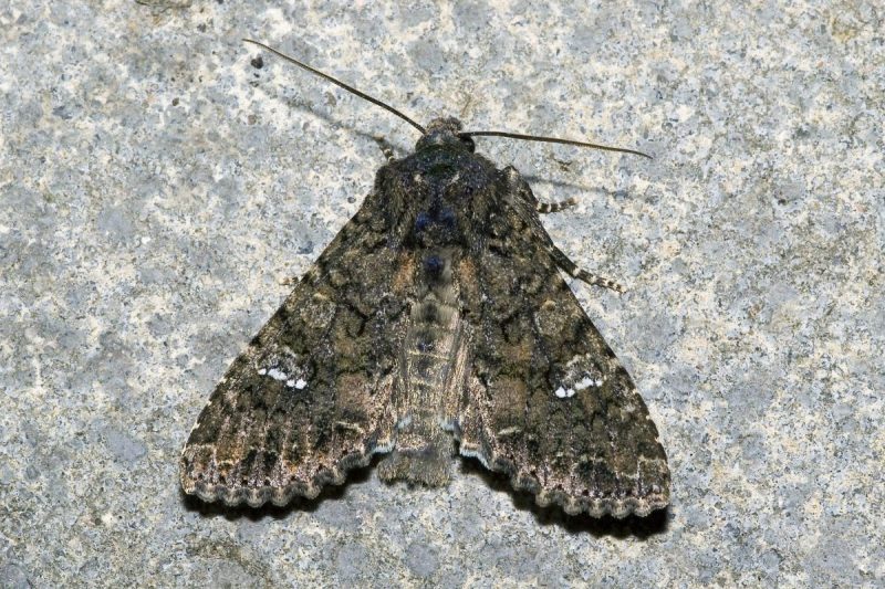 The box tree moth (Cydalima perspectalis) - pest management