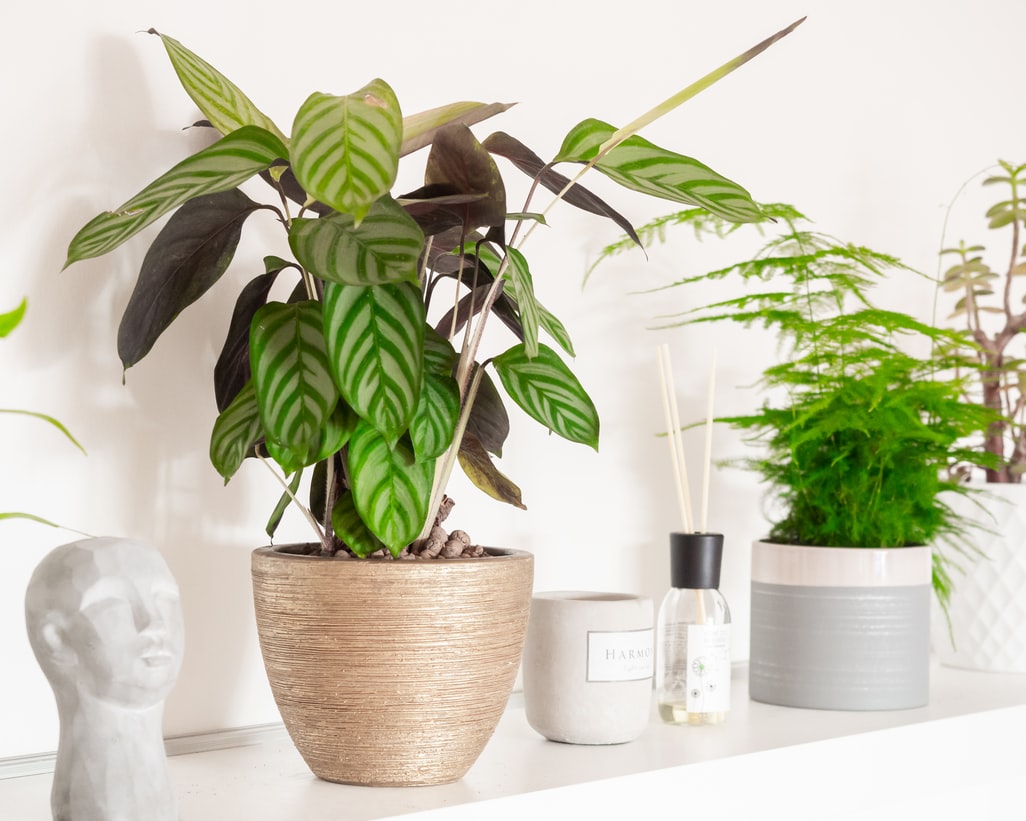 Calathea, plant care and growing guide
