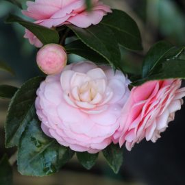 camellia-grow