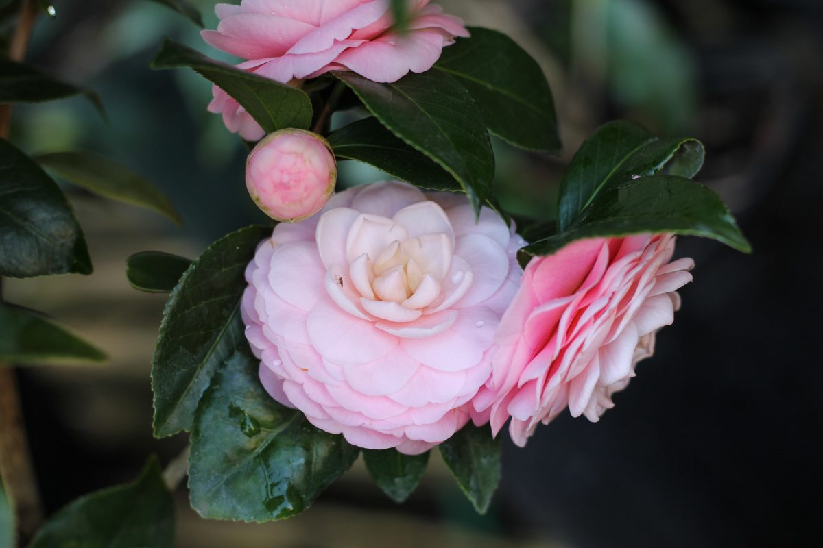Camellia, plant care and growing guide