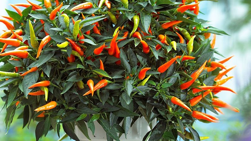 Capsicum, plant care and growing guide