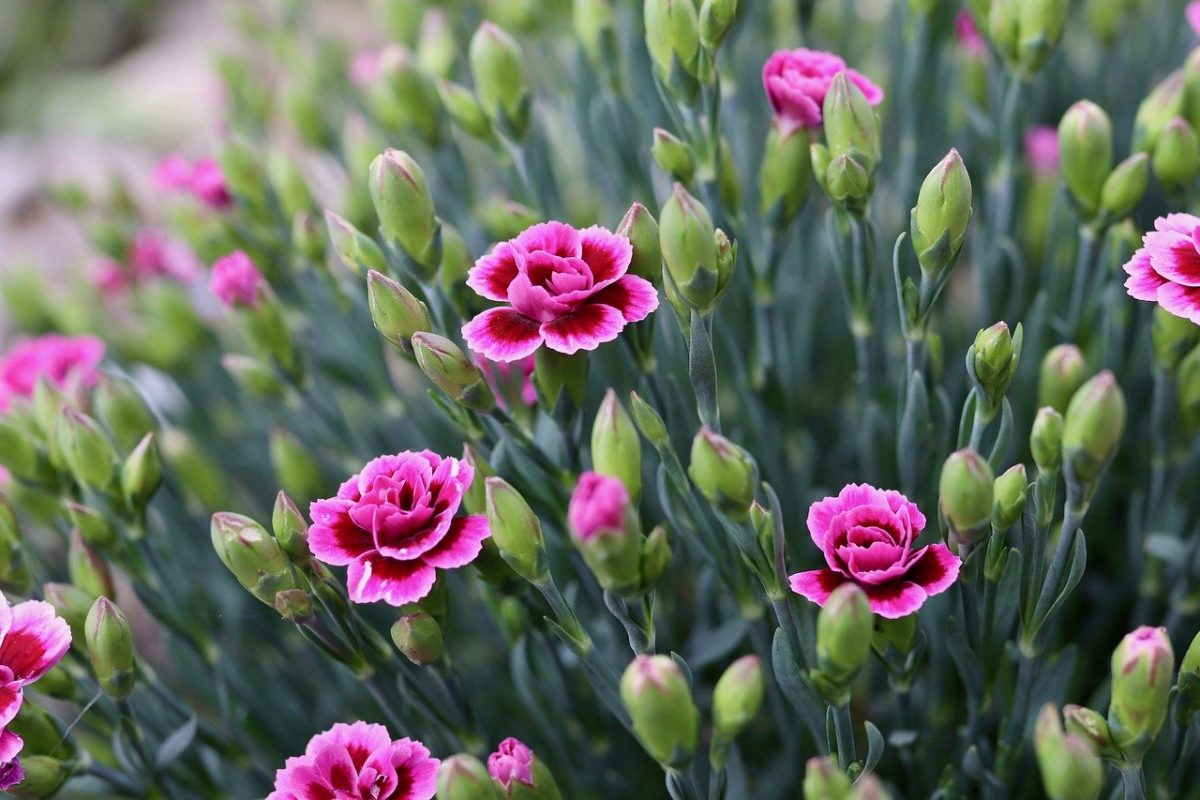 Carnations, planting guide and care work