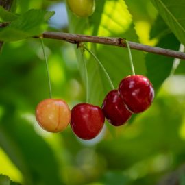 cherry-tree-pests-diseases-control