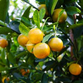 citrus-growing-care-guide