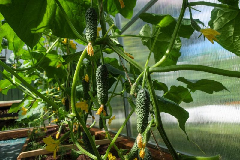 Cucumber - fertilization at different stages of crop development