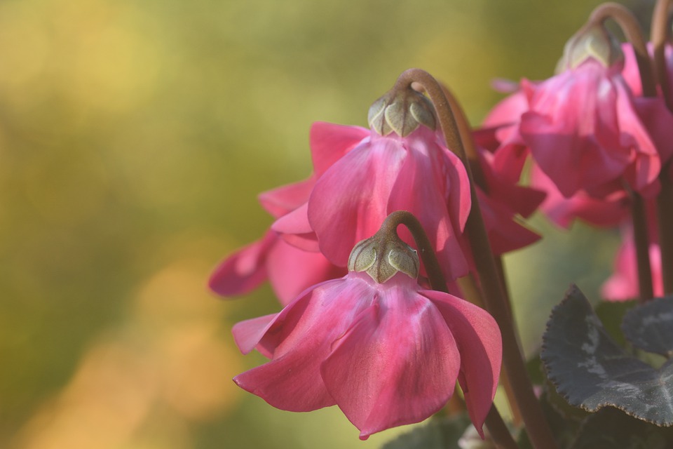 Cyclamen, plant care and growing guide