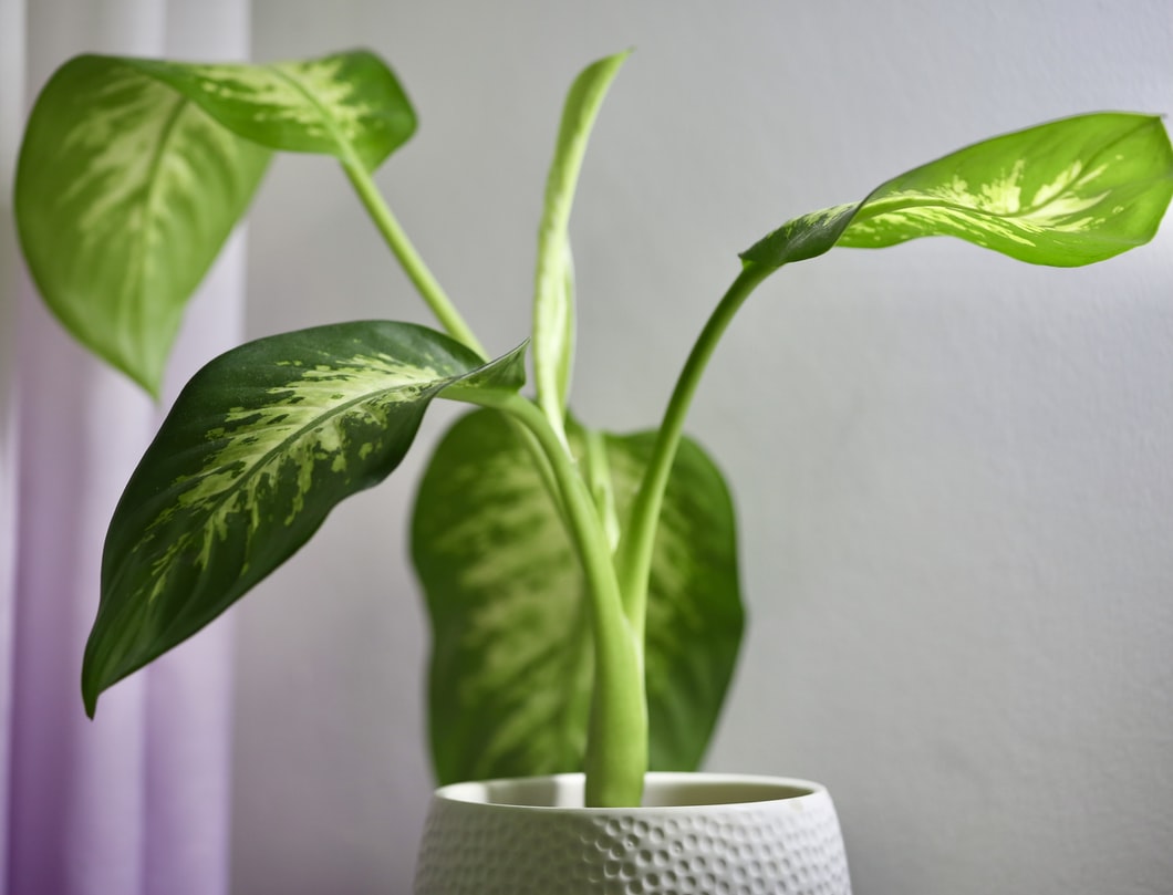 Dieffenbachia, plant care and growing guide