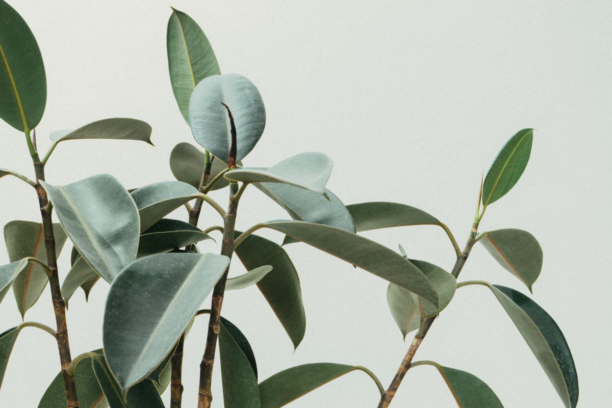 Ficus, plant care and growing guide