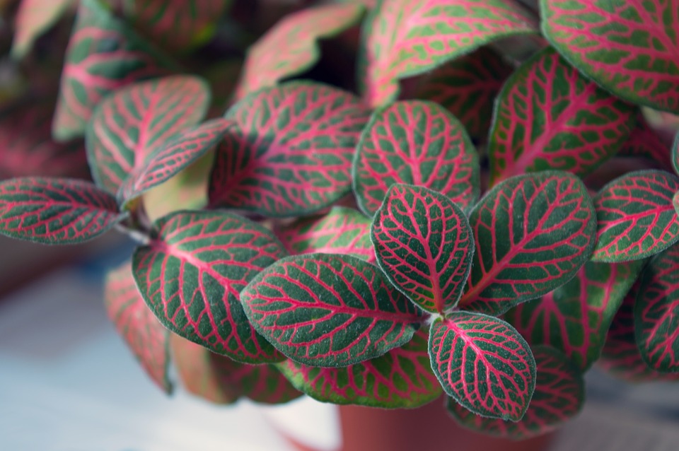 Fittonia, plant care and growing guide