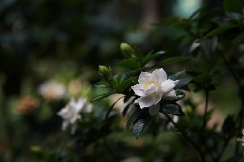 gardenia-growing-guide