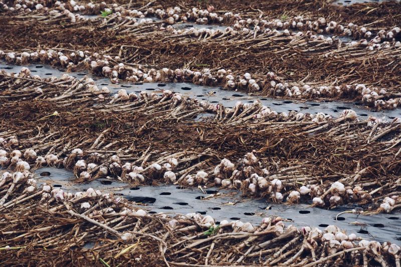 Garlic, information about crop management