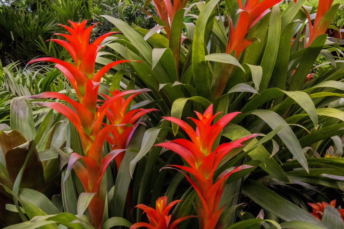 Guzmania, plant care and growing guide