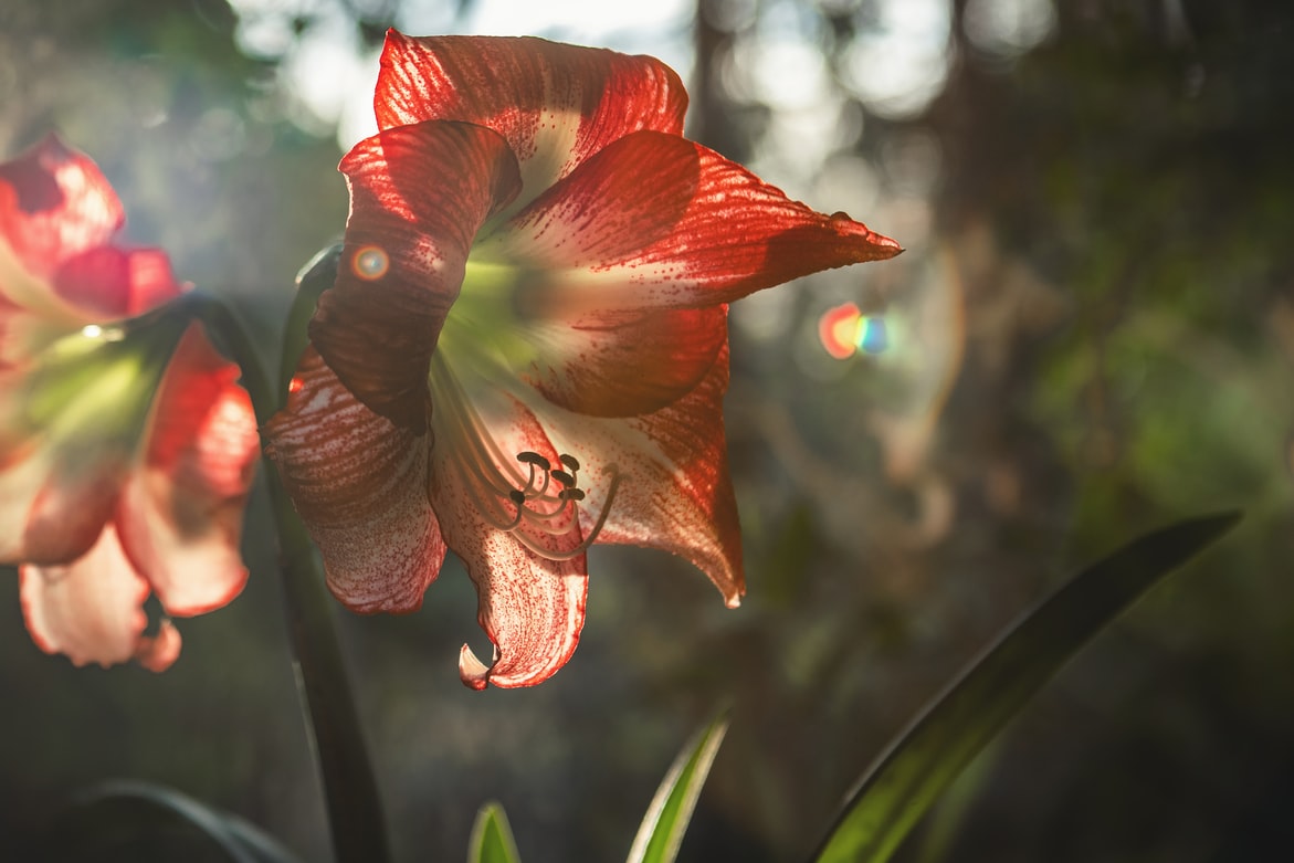 Hippeastrum, plant care and growing guide