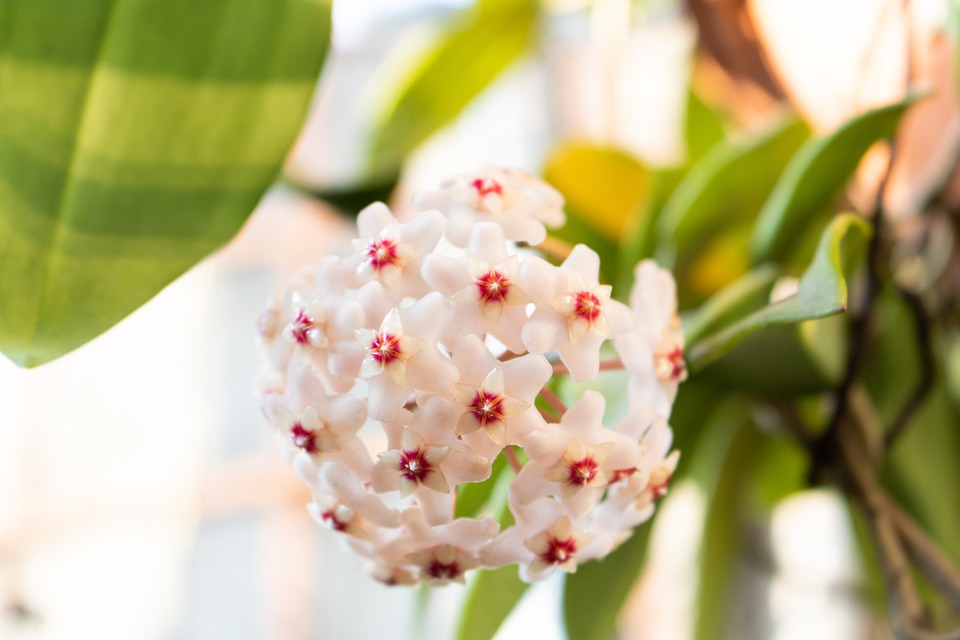 Hoya, plant care and growing guide