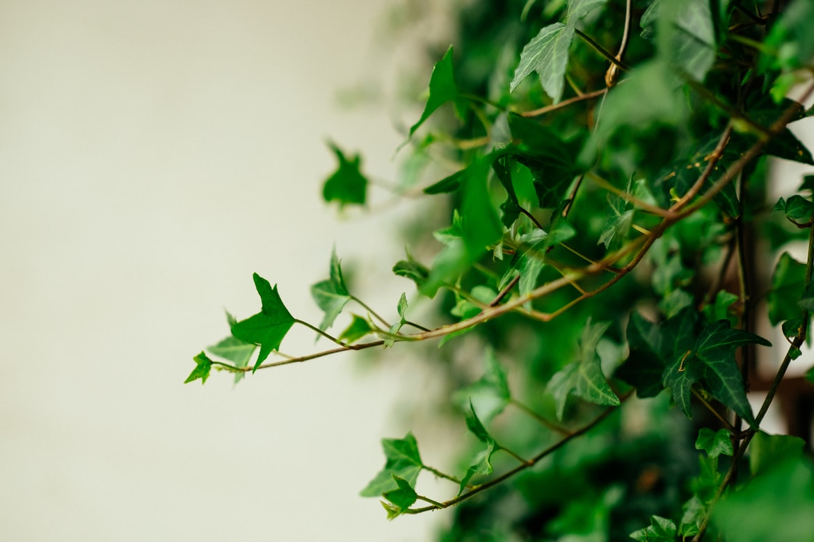 Ivy, plant care and growing guide