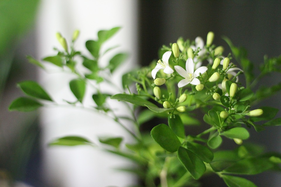 Jasmine, plant care and growing guide