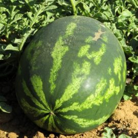 melon-pest-and-diseases-treatments