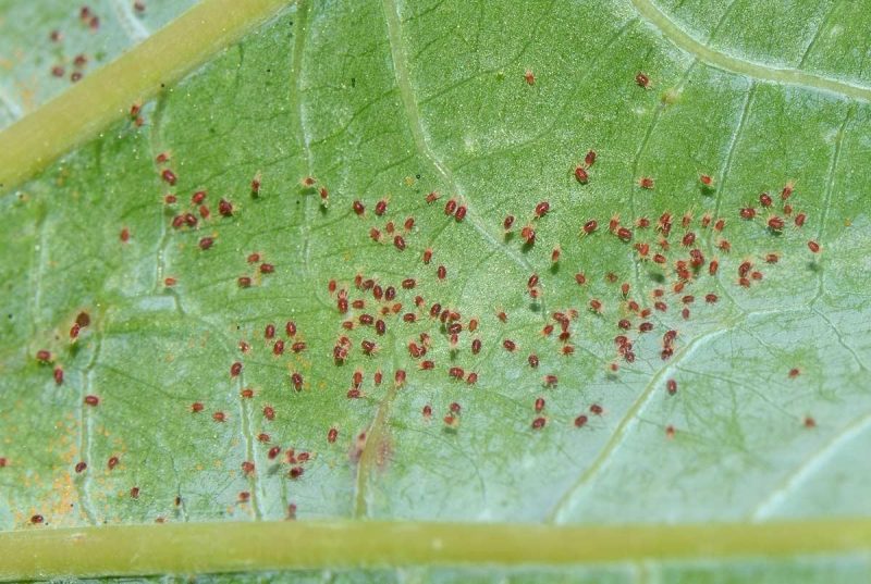 Mites in ornamental plants - pest management
