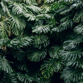 monstera-plant-growing-guide
