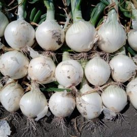 onion-pest-and-disease-treatments