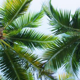 palm trees care guide