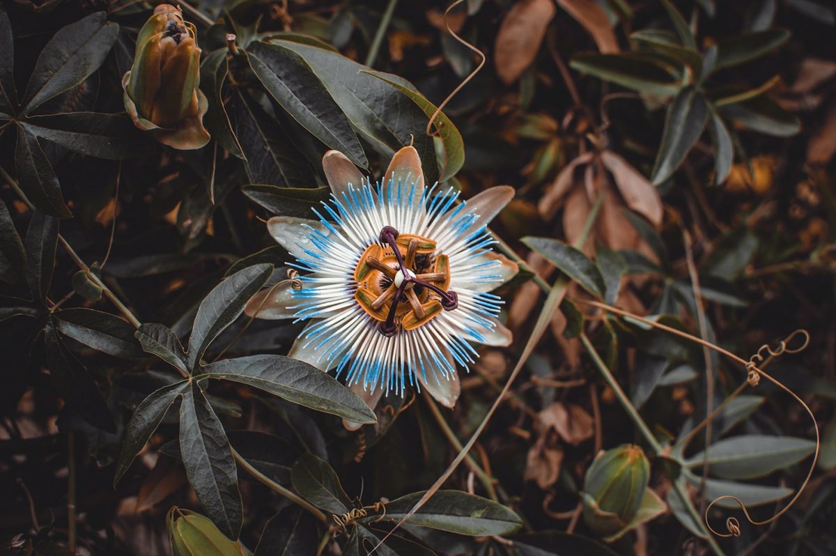 Passiflora, plant care and growing guide