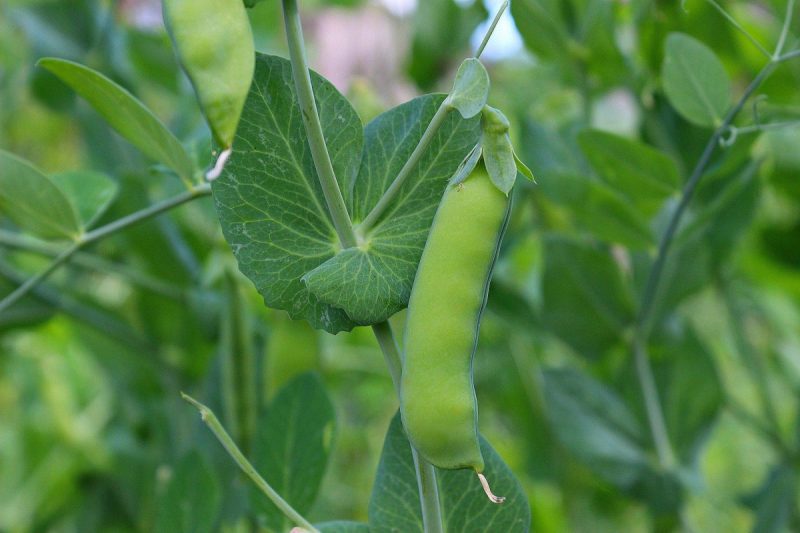 Pea downy mildew (Peronospora pisi) - identify and control