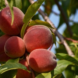 peach-tree-pest-disease-control