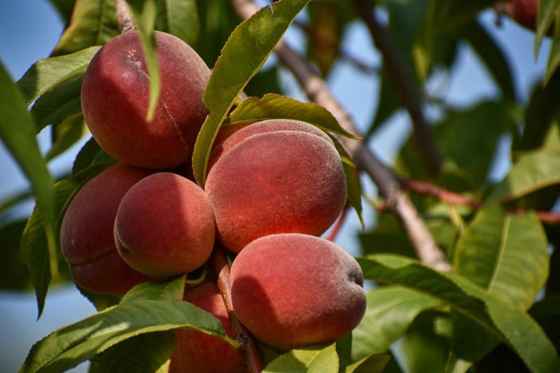 peach-tree-pest-disease-control