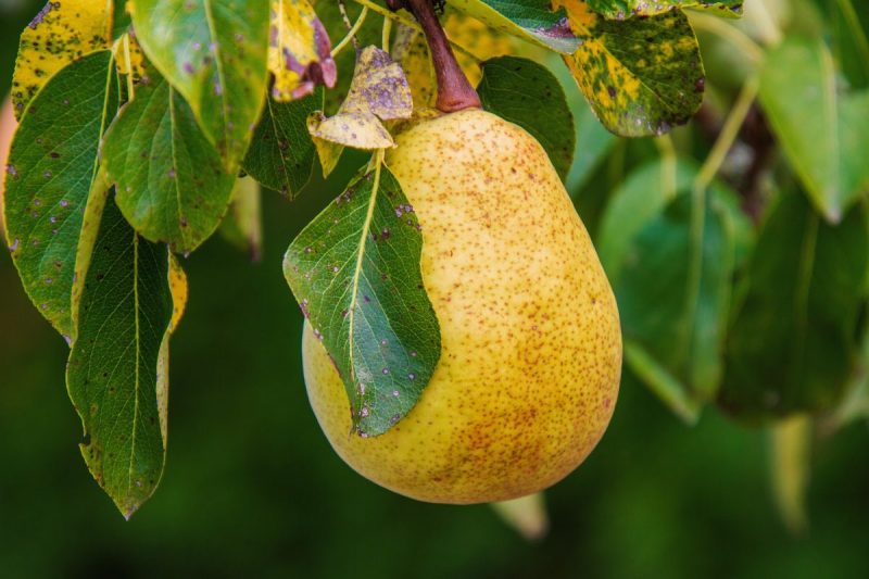 pear-tree-pest-disease-control