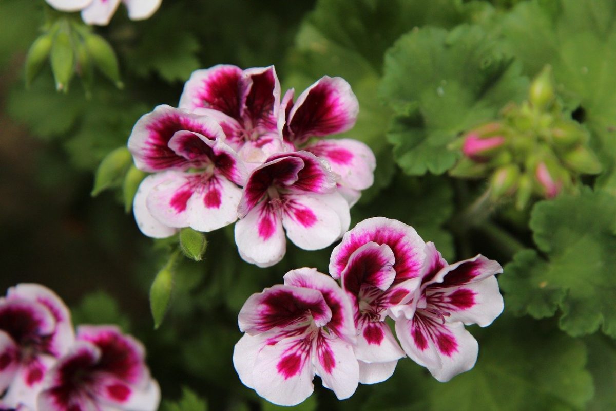 Pelargonium, plant care and growing guide