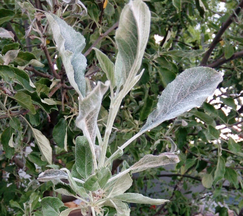 powdery-mildew-in-apple-tree