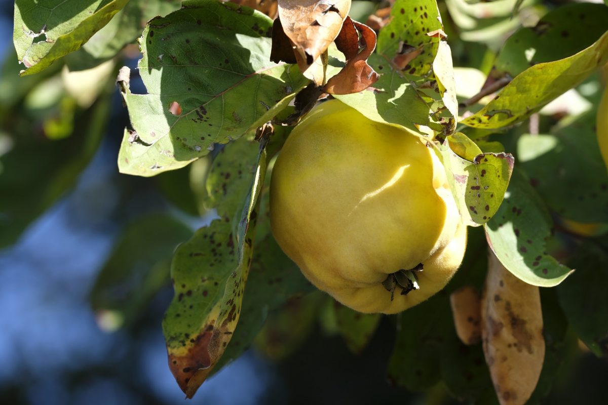 Brown rot  in Pome fruit trees (Monilinia fructigena) - identify and control