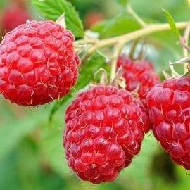 raspberry-treatments