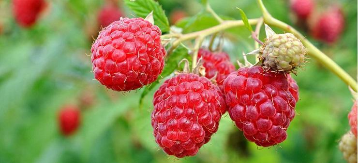 Raspberry, planting, growing and harvesting