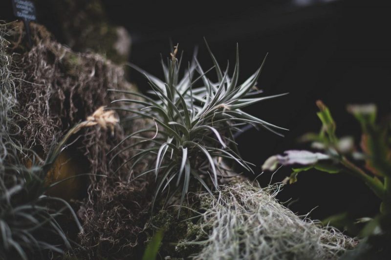 Tillandsia, plant care and growing guide