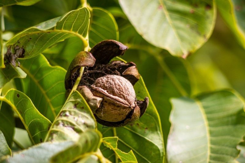 walnut-tree-pest-disease-control