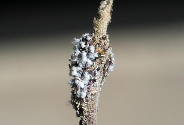 wooly-apple-aphid