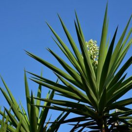 yucca-plant care and growing guide
