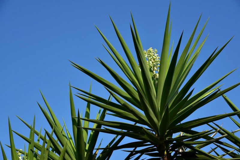 Yucca, plant care and growing guide
