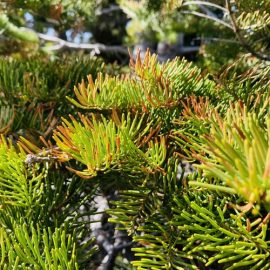 conifer-diseases-needles-branches