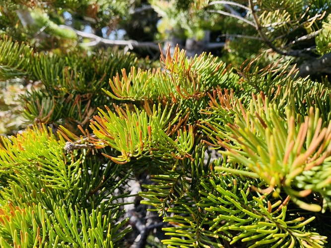 Fir, planting guide and care work