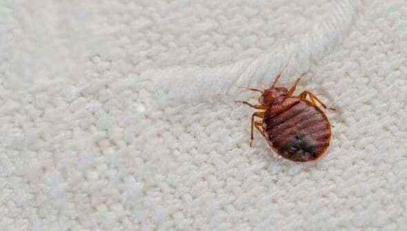 How to get rid of bedbugs with ecological treatments